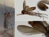 Rymosia sp.